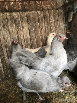 Araucana levander - 4