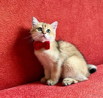 Scottish Straight v zlatej farbe - 4