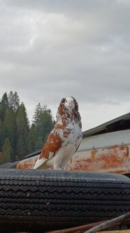 Predám holuby kapucíny - 4