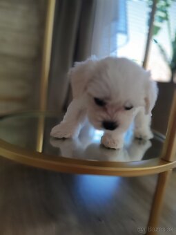 Maltezák šteniatko - 4