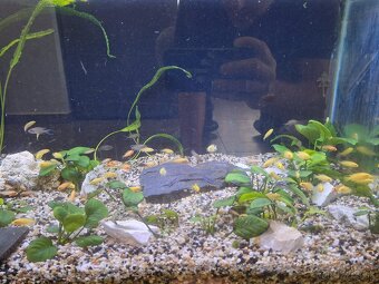Africké cichlidy a rastlinky - 4