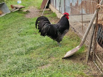 Australorpka veľla modrá - 4