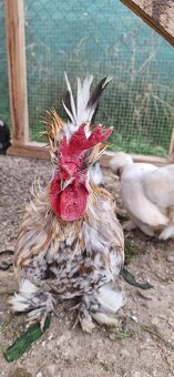 Nasadove vajíčka - 4