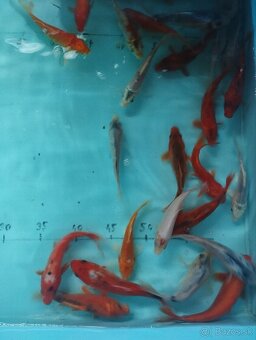 Jazierkové ryby - koi kapre, jazierkové rastliny - 4