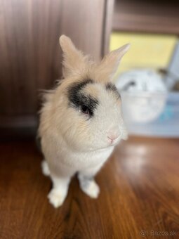 Darujem zakrslého králika - 4