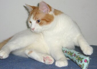 HĽADÁ SA DOBRÁ RODINKA - 4