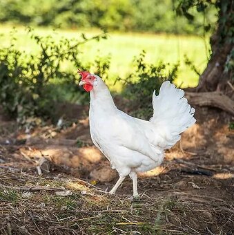 Kuriatka - Lohman Biely - 4