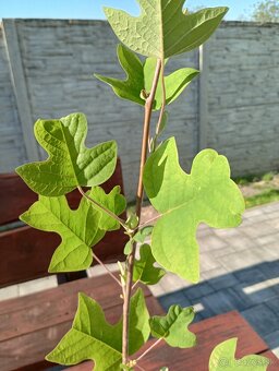 Ľaliovník tulipánokvetý - 4
