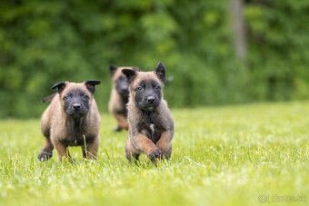 Belgický ovčiak malinois šteniatka s PP rodokmeňom - 4