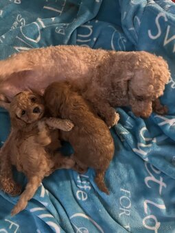Toy Pudel - 4