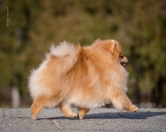 Pomeranian na krytie. - 4