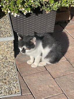 Darujem čiernobiele mačiatko - 4