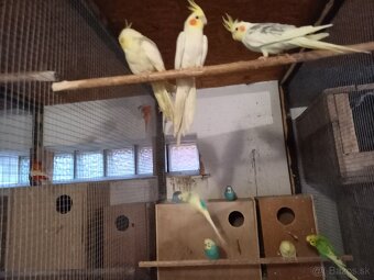 Predám Korely, Andulky - 4