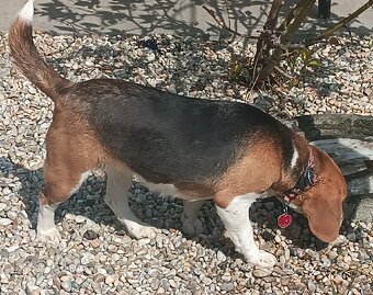 Bígl,Bigl,Beagle,Bigel šteniatka - 4