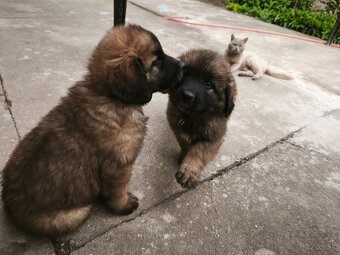 Leonberger šteniatka - 4