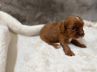 Cavapoo - 4