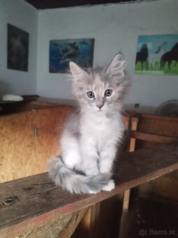 Mainska mývalia mačka - 4