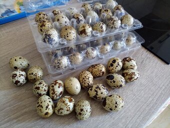 japonské prepelice - 4