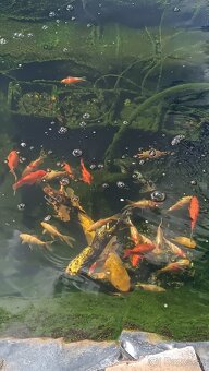 Predam koi kapre a karasy - 4