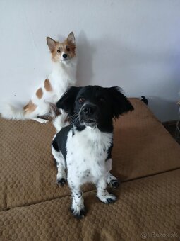 Darujem šteniatko - 4