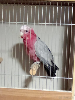 Kakadu ružový - ROK 2025 - 4