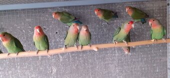 Predam Agapornis - 4