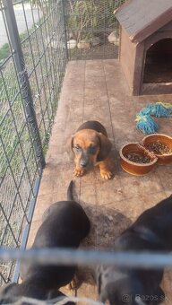 Jazvecík standart - 4