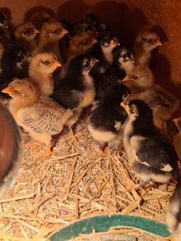 Kuriatka marans,vlaška, Domáci mix - 4