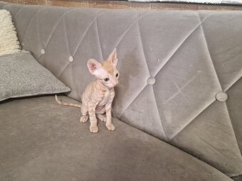 Predám mačiatka Sphynx - 4