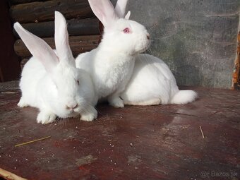 Predám alebo vymením za samicu - 4