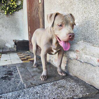 Americký pitbulterier pitbul pitbull silver lilac rare Topp - 4