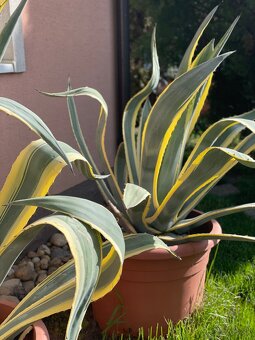 Agave americana ‘Marginata’ - 4