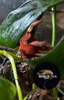 Pagekón riasnatý - Correlophus ciliatus red - 4