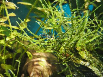 Krevetky neocaridina - 4