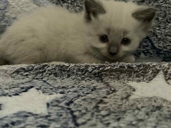 Ragdoll - 4