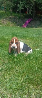 Basset Hound - fenka s PP - 4