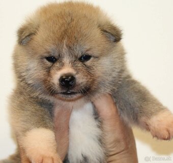 Akita inu šteniatka s rodokmeňom - 4