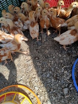 Kuriatka, kurčatka, sliepočky, nosnice - 4