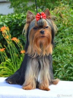 Yorkshire Terrier, York, Jork, Yorkshirsky teriér, šteniatka - 4