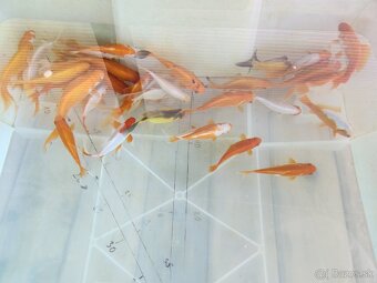 Koi kapre koi kapor jazierkové ryby koi Karas karasy - 4