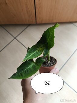 Izbovky - 4