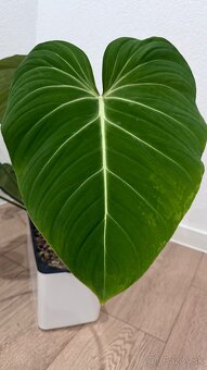 Philodendron Gloriosum - 4