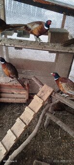 Bažant poľovný - 4