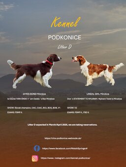 Welsh Springer Spaniel - šteniatka - 4