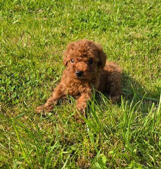 Pudlik, pudel toy-mini -Poodle - 4