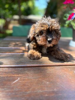 Cavapoo - 4