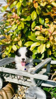 Welsh Corgi Pembroke - 4
