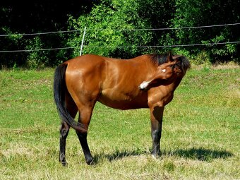 QH kobyla - 4