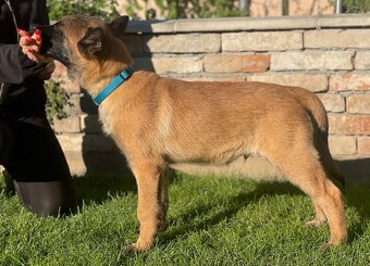 Belgický ovčiak- Malinois s PP - 4