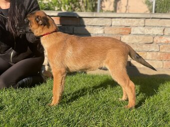 Belgický ovčiak- Malinois s PP - 4